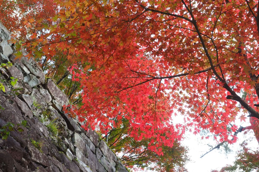 小京都、秋の郡上八幡紅葉巡り_06