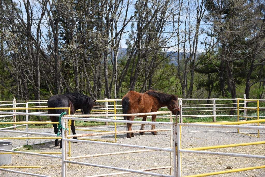 ひるがの高原木曽馬牧場_05