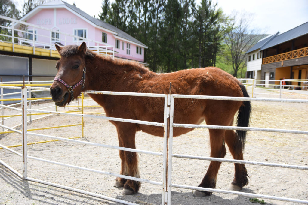 ひるがの高原木曽馬牧場_07