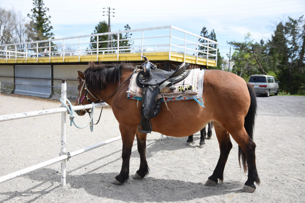 ひるがの高原木曽馬牧場_08