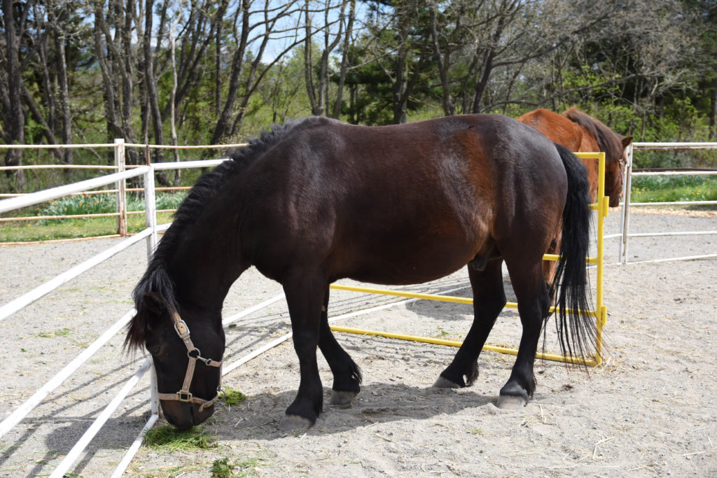 ひるがの高原木曽馬牧場_09