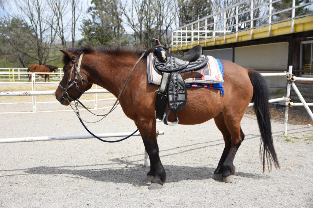 ひるがの高原木曽馬牧場_10