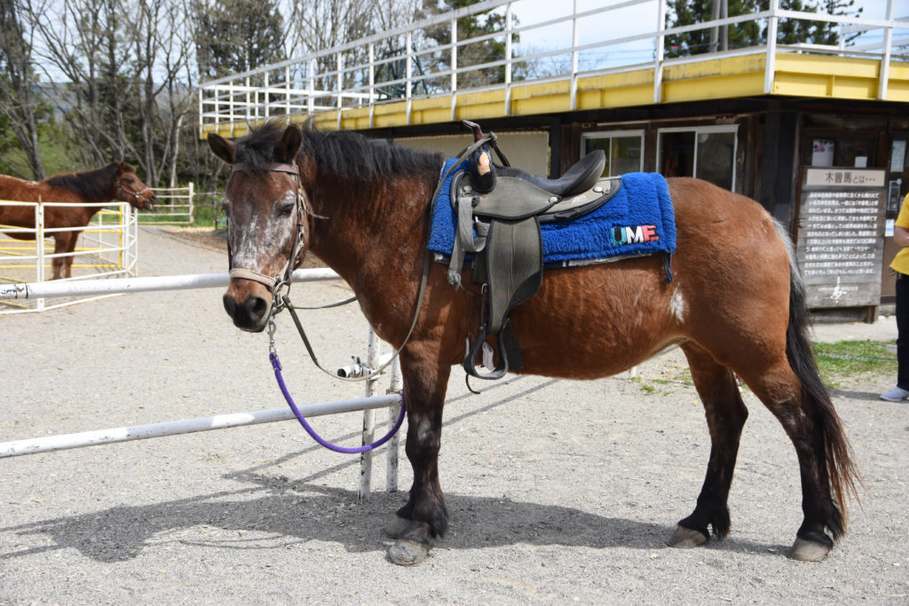 ひるがの高原木曽馬牧場_11